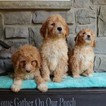 Small Photo #4 Goldendoodle Puppy For Sale in GAP, PA, USA