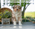 Small #1 Miniature Australian Shepherd