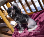 Small Photo #15 Chinese Crested Puppy For Sale in AURORA, CO, USA