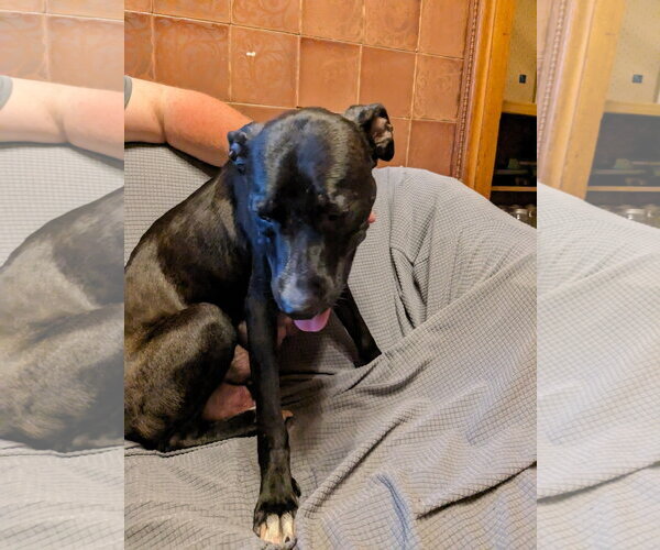 Medium Photo #5 Mutt Puppy For Sale in Waterloo, IA, USA