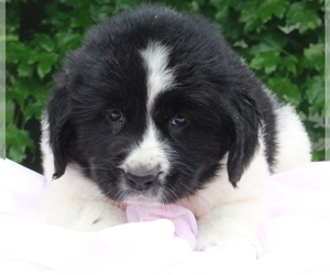 Newfoundland Puppy for sale in FREDERICKSBURG, OH, USA