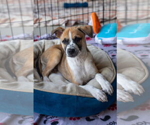 Bogart - Male Mutt Dog for Adoption - Photo #10