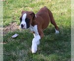 Small Photo #9 Boxer Puppy For Sale in SHIPSHEWANA, IN, USA