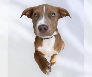 Labrador Retriever-Unknown Mix Dogs for adoption in Rockville, MD, USA