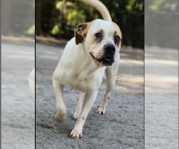 Medium Photo #2 Bulloxer Puppy For Sale in Myrtle Beach, SC, USA