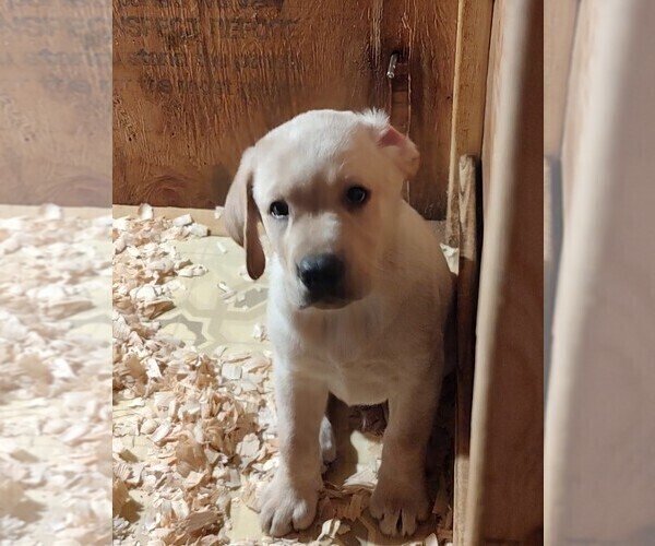 Medium Photo #7 Labrador Retriever Puppy For Sale in CONFLUENCE, PA, USA