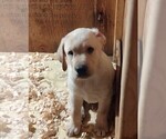 Small #6 Labrador Retriever