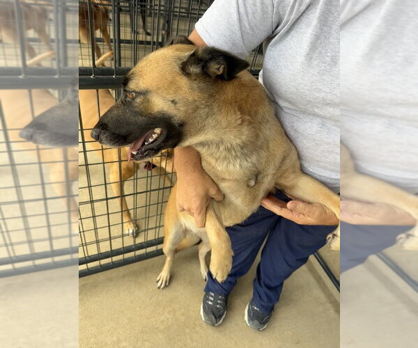 Medium Photo #2 Mutt Puppy For Sale in Imlay City, MI, USA