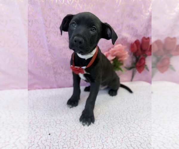 Medium Photo #1 Labrottie Puppy For Sale in Lakewood, CO, USA