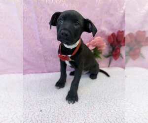 Labrottie Dogs for adoption in Lakewood, CO, USA