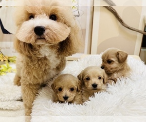 Maltese-Poodle (Standard) Mix Puppy for sale in FREMONT, CA, USA
