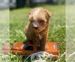 Small #1 Poodle (Toy)