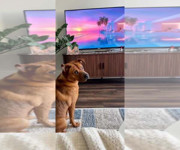 Medium Photo #6 Chow Chow-Unknown Mix Puppy For Sale in Holly Springs, NC, USA