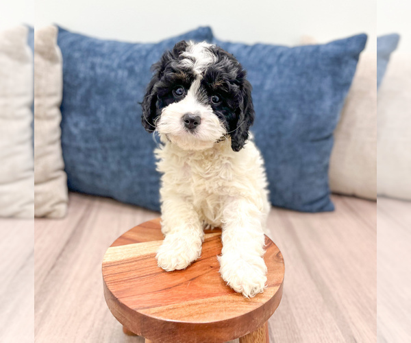 Medium Photo #5 Cavapoo (Miniature) Puppy For Sale in DUNDEE, OH, USA