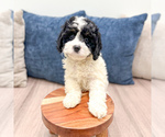 Small #4 Cavapoo (Miniature)