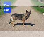 Small #4 German Shepherd Dog