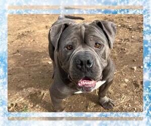 American Staffordshire Terrier Dogs for adoption in Ojai, CA, USA