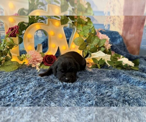 Medium Photo #1 Cane Corso Puppy For Sale in OOLOGAH, OK, USA