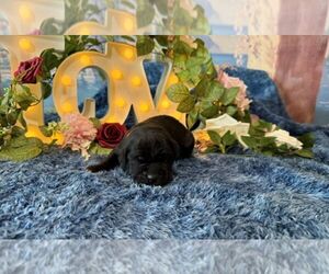 Cane Corso Puppy for sale in OOLOGAH, OK, USA