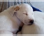 Small Photo #83 American Pit Bull Terrier-Labrador Retriever Mix Puppy For Sale in MOORESBORO, NC, USA