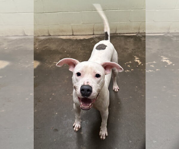 Medium Photo #2 Staffordshire Bull Terrier-Unknown Mix Puppy For Sale in Jackson, MS, USA