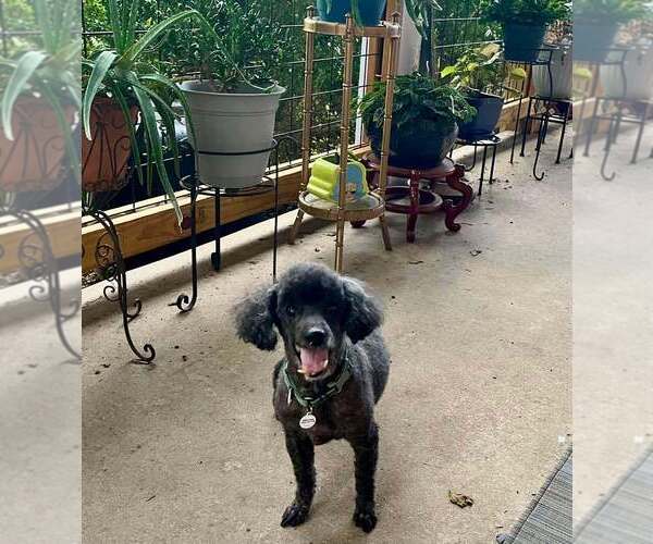 Medium Photo #2 Poodle (Miniature) Puppy For Sale in Candler, NC, USA