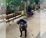 Small #1 Poodle (Miniature)