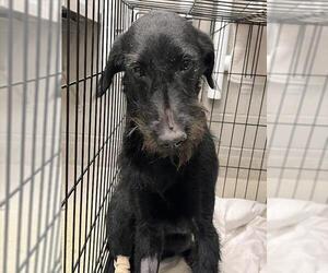 Mutt Dogs for adoption in Las Vegas, NV, USA