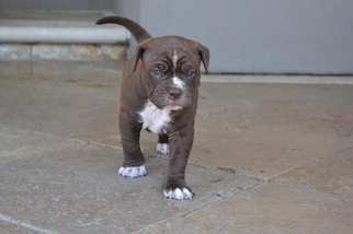 Alapaha Blue Blood Bulldog Puppy for sale in SANTA CLARA, CA, USA