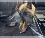 Small #1 Mutt