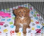 Small Photo #8 Cockapoo-Poodle (Miniature) Mix Puppy For Sale in ORO VALLEY, AZ, USA