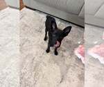 Small Photo #3 Australian Kelpie-Unknown Mix Puppy For Sale in MIDWAY, UT, USA
