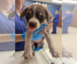 Australian Shepherd-Unknown Mix Dogs for adoption in Conroe, TX, USA