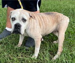 Small #1 Mutt