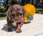 Small #4 Miniature Bernedoodle