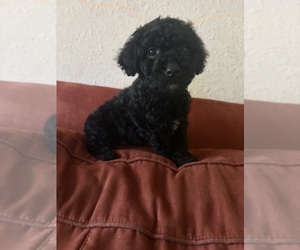Goldendoodle (Miniature) Puppy for sale in CLARKSTON, GA, USA