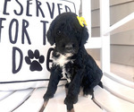 Puppy 9 Labradoodle