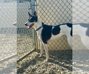 Mutt Dogs for adoption in Emmett, ID, USA