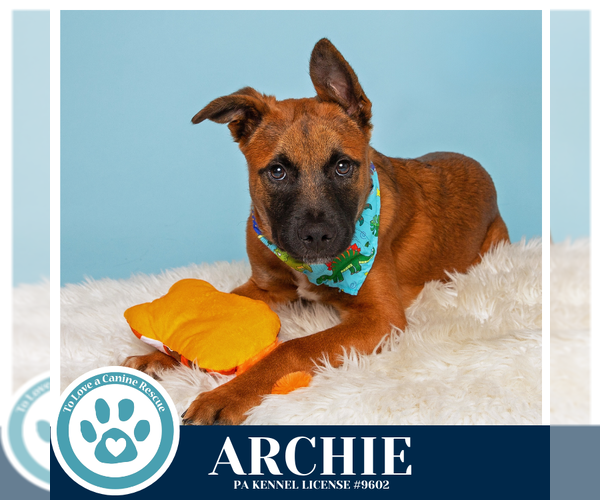 Medium Photo #11 Mutt Puppy For Sale in Kimberton, PA, USA