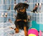 Small Photo #2 Rottweiler Puppy For Sale in JOPLIN, MO, USA