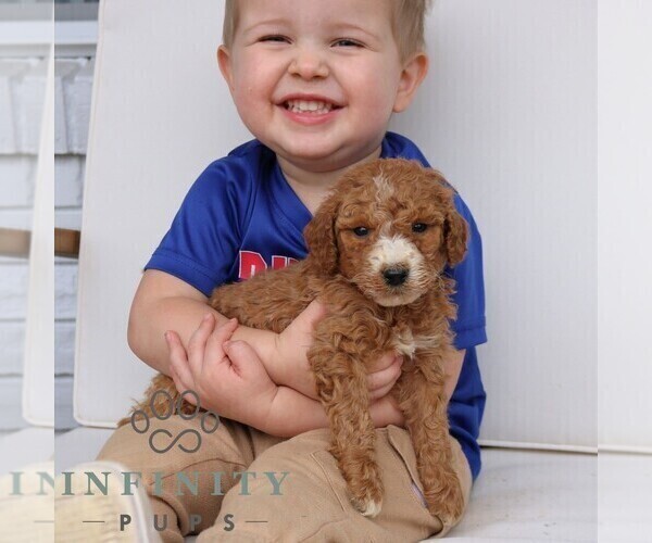 Medium Photo #4 Goldendoodle (Miniature) Puppy For Sale in NARVON, PA, USA