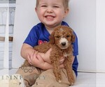 Small #3 Goldendoodle (Miniature)