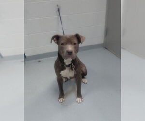 Mutt Dogs for adoption in St. Cloud, FL, USA