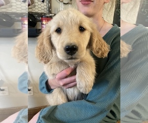 Golden Retriever Puppy for sale in WEST ALEXANDRIA, OH, USA