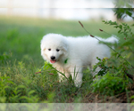Small Photo #10 Great Pyrenees Puppy For Sale in CONWAY, MO, USA