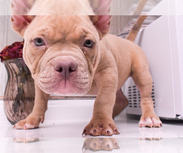 Medium Photo #1 American Bully Puppy For Sale in REDDING, CA, USA
