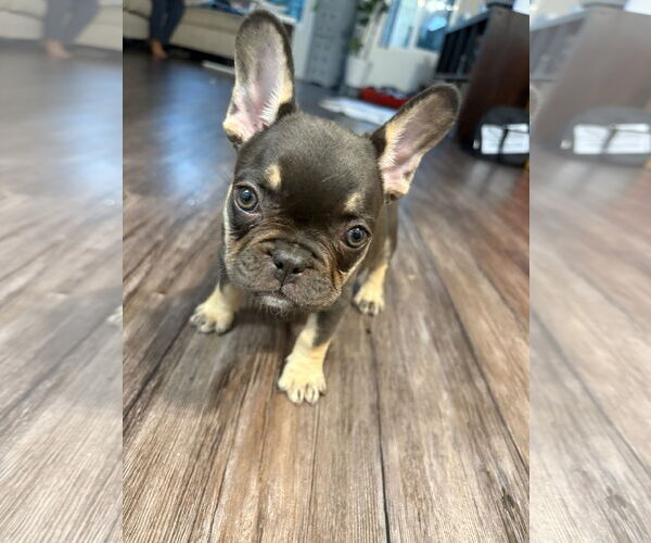 Medium Photo #2 French Bulldog Puppy For Sale in Tustin, CA, USA
