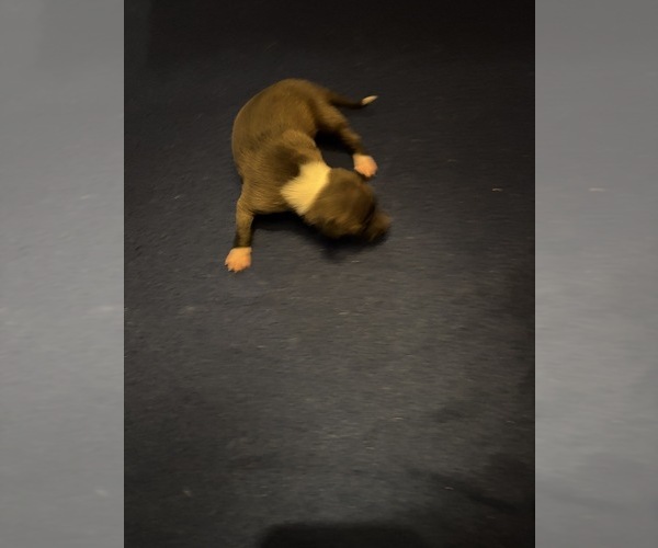 Medium Photo #2 Italian Greyhound Puppy For Sale in STILLWATER, OK, USA