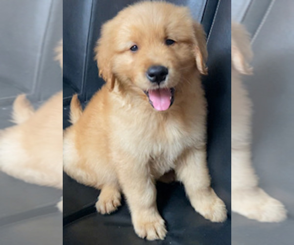 Medium Photo #1 Golden Retriever Puppy For Sale in SANTA ANA, CA, USA