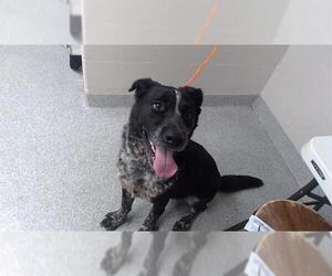 Labrador Retriever Dogs for adoption in Pasadena, TX, USA